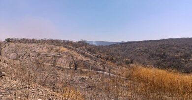 Tras los devastadores incendios, habitantes de Tlaltizapán en Morelos buscan proteger todos los cerros como zonas naturales para preservar la biodiversidad.