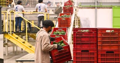 La gobernadora Margarita González anunció en Ocuituco la creación de un comité estratégico que impulsará la exportación de aguacate morelense a EE.UU.