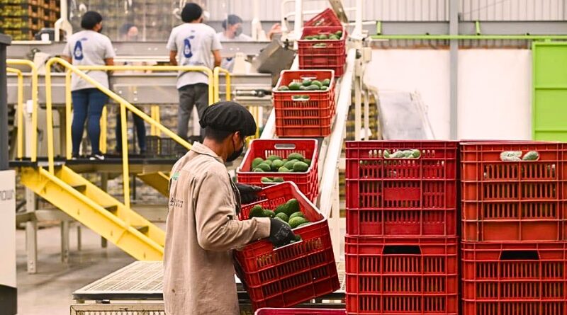 La gobernadora Margarita González anunció en Ocuituco la creación de un comité estratégico que impulsará la exportación de aguacate morelense a EE.UU.